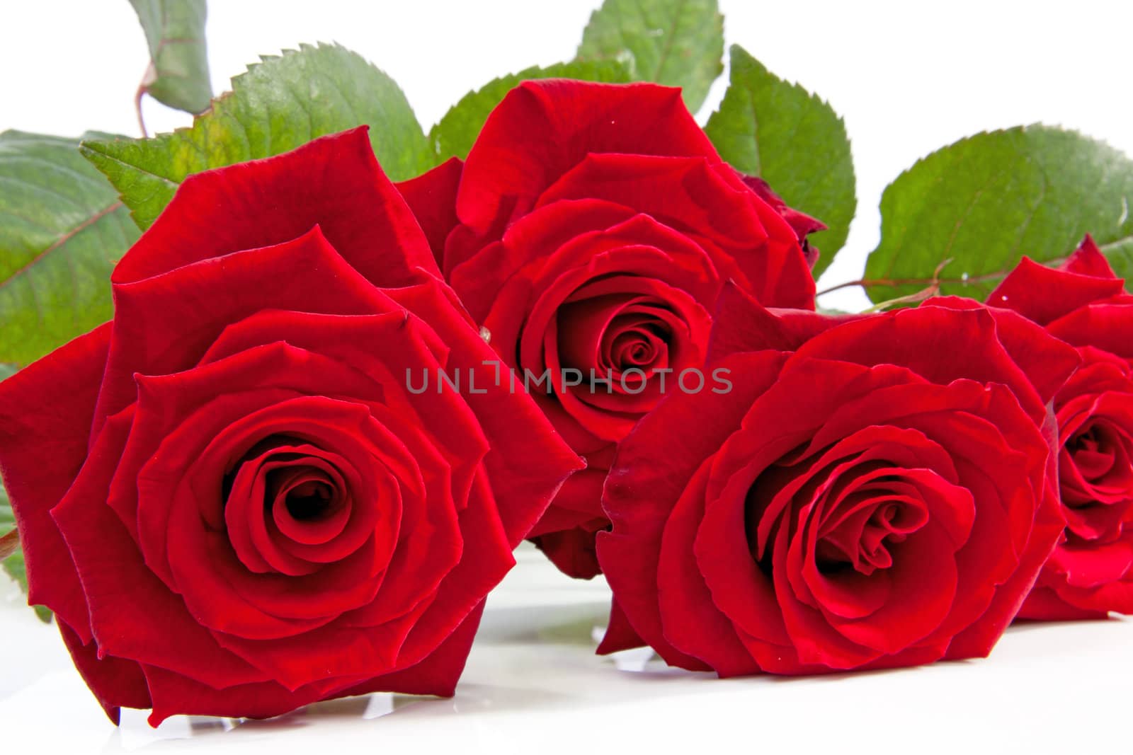 beautiful red roses in closeup  isolated on white background