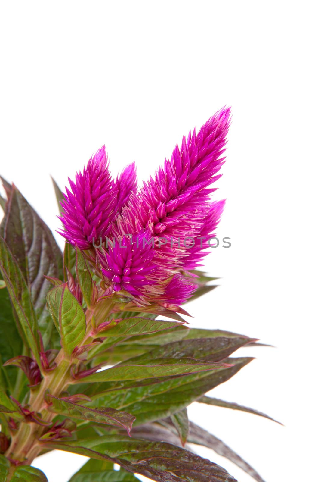 Pink Celosia Venezuela plant in closeup isolated on white background