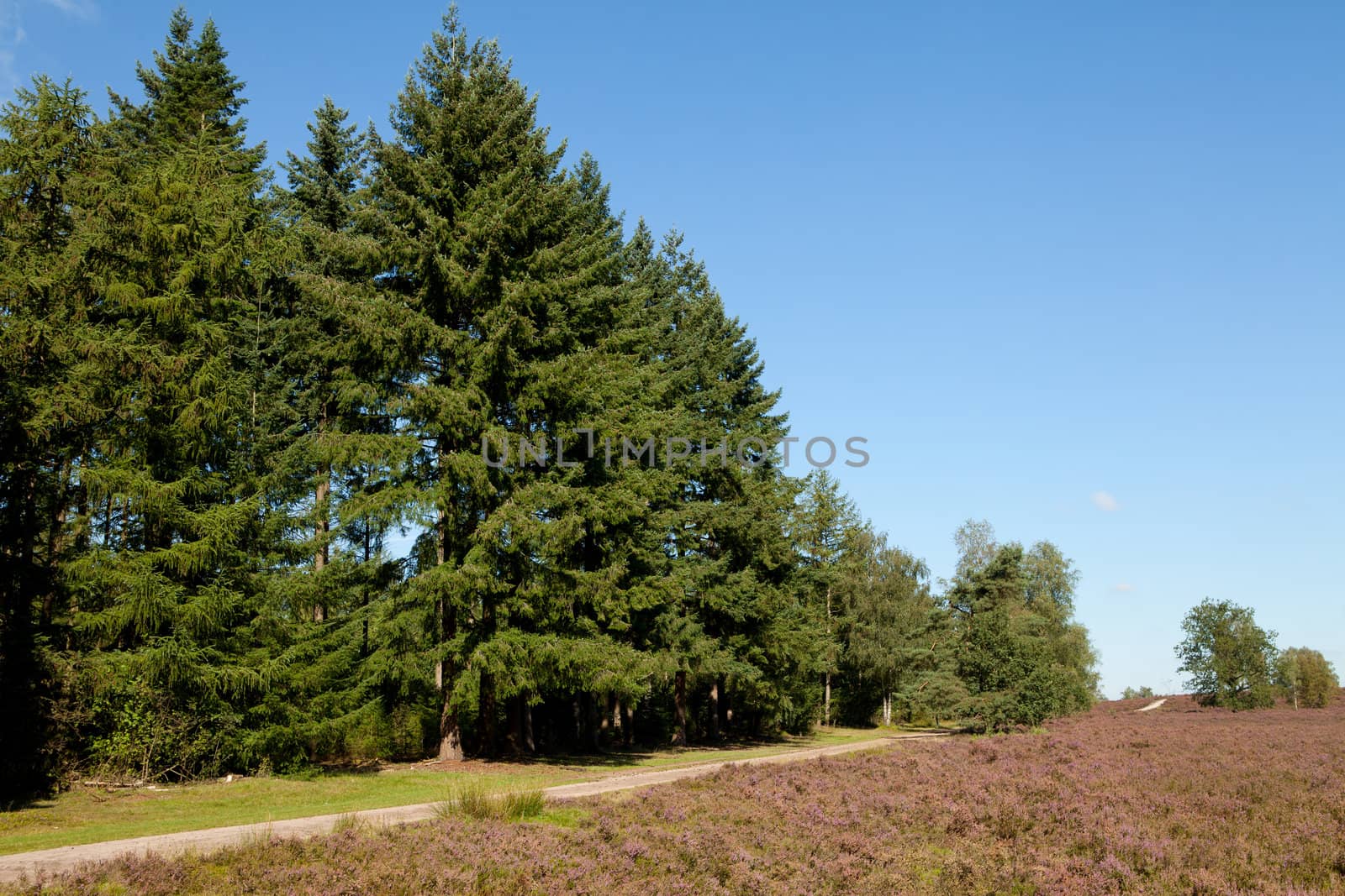 Field with Dutch heath and conifers against blue sky