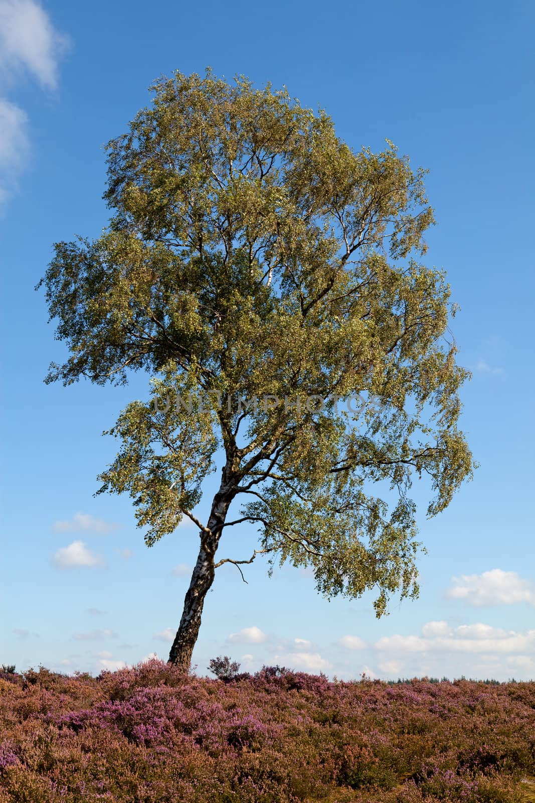 White birch trees on field of heath against blue sky