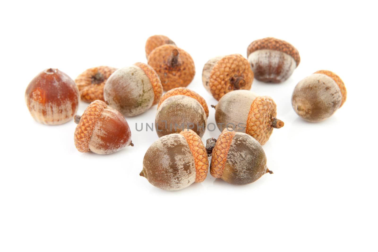 couple of acorns isolated on white background