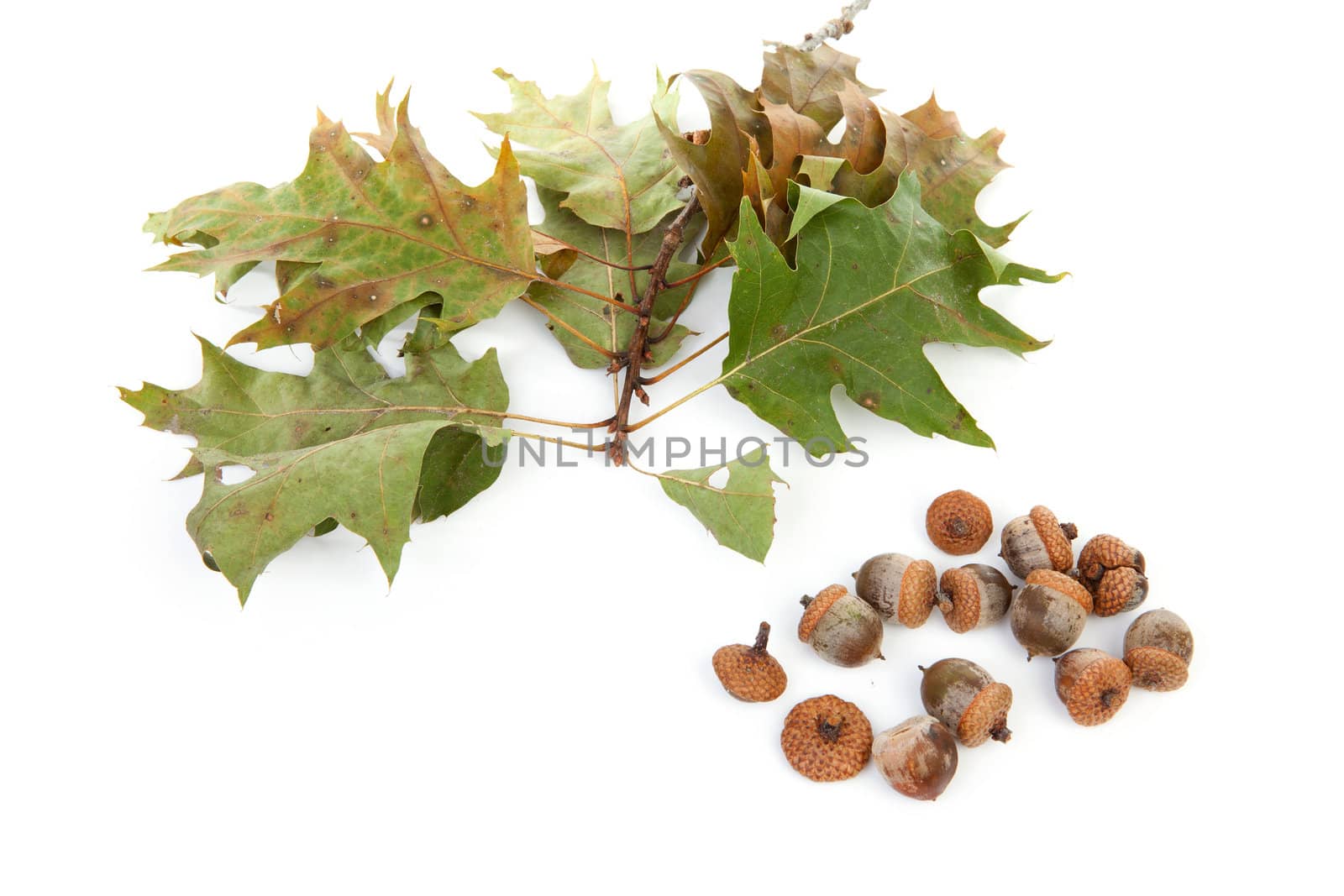 autumn leaves with acorns over white background