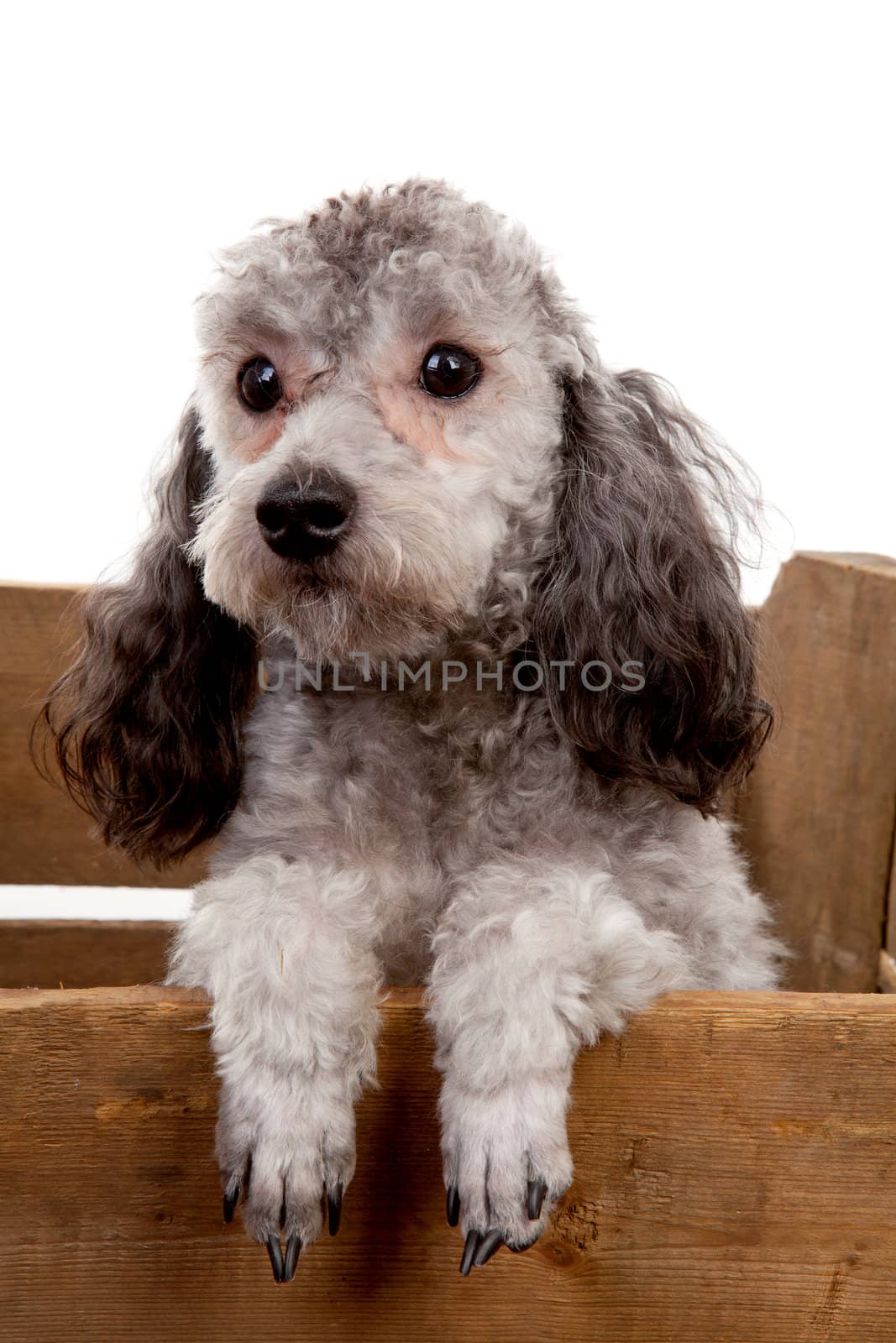 Grey poodle in wooden crate over white background