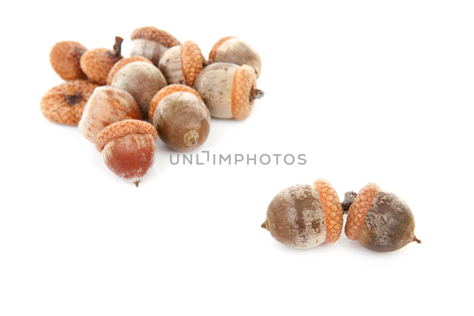 couple of acorns isolated on white background