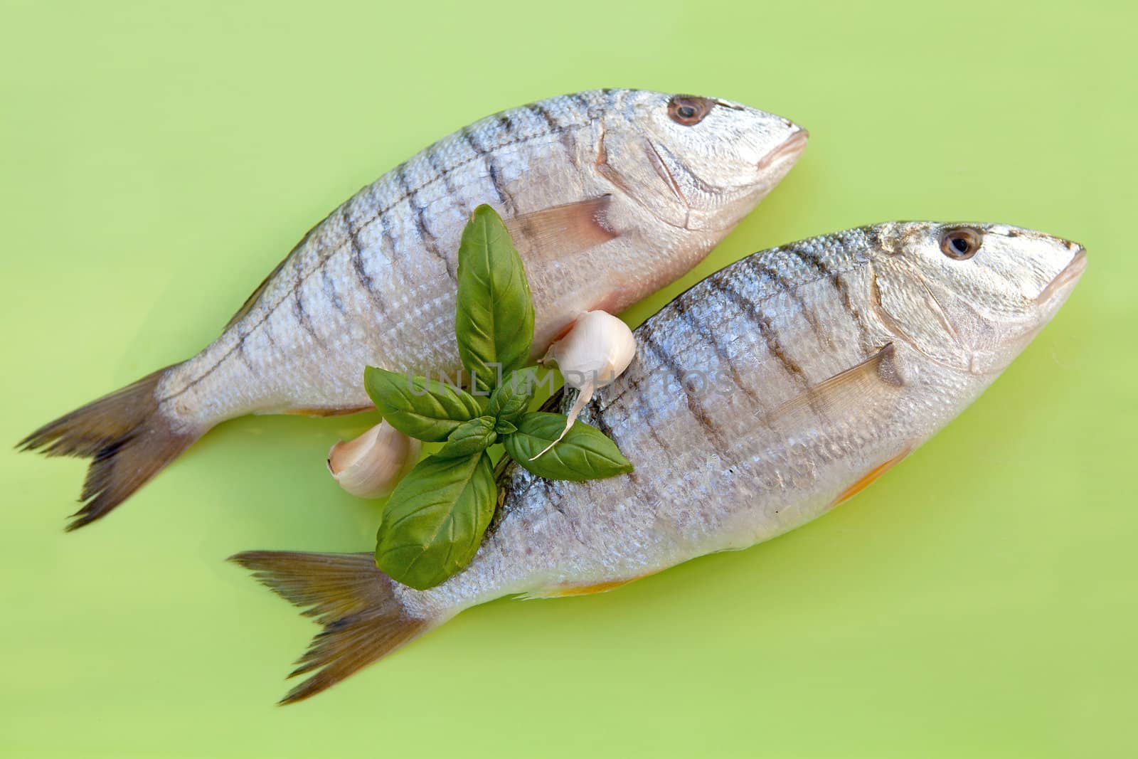 two fresh raw fish for dinner over green background