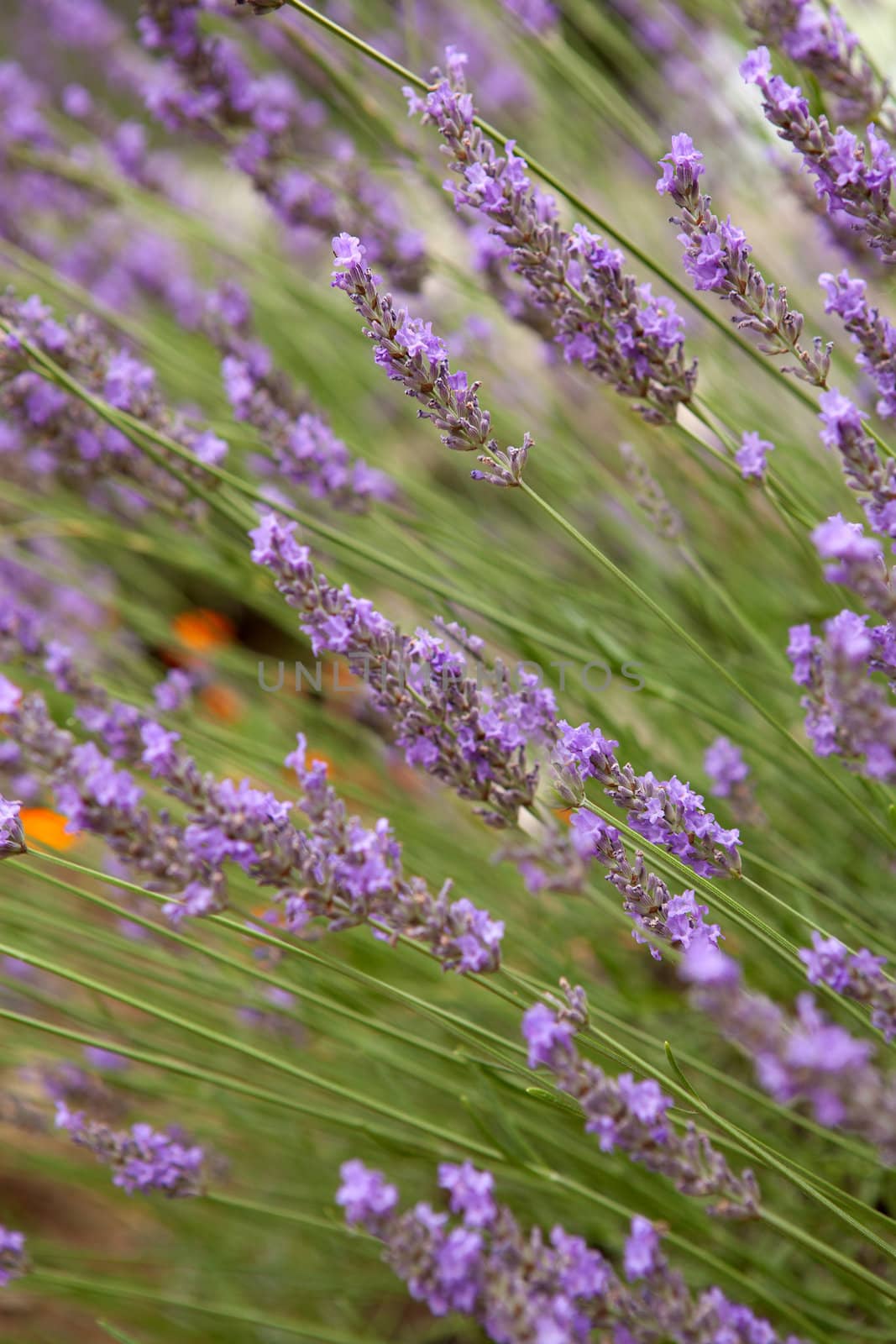 closeup of lavender flowers in nature