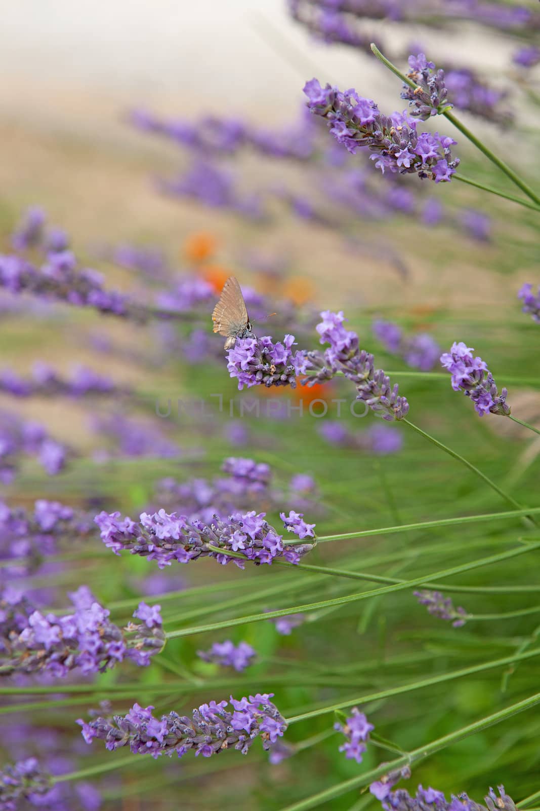 purple lavender in closeup with butterfly