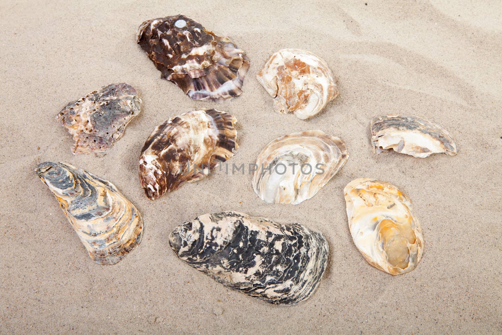 background of beach with different shells in closeup