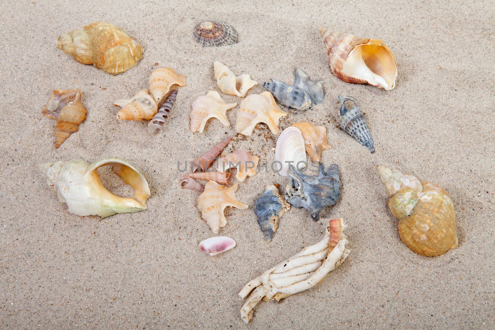 background of beach with different shells in closeup