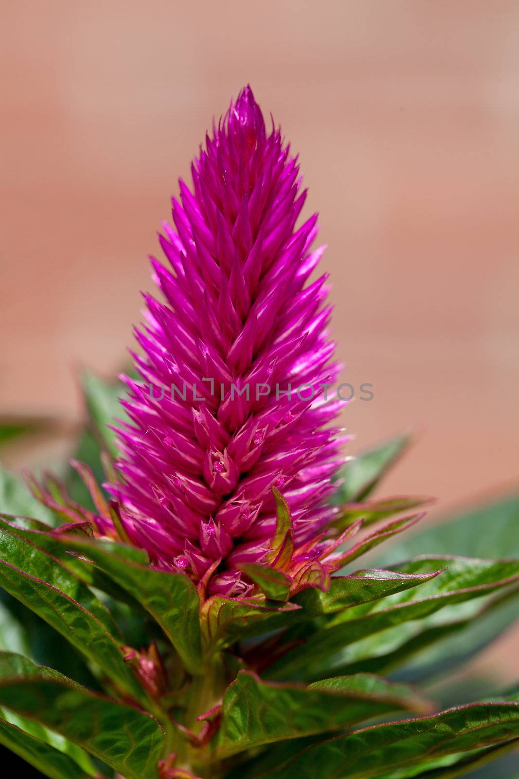 pink celosia venezuela flower in closeup