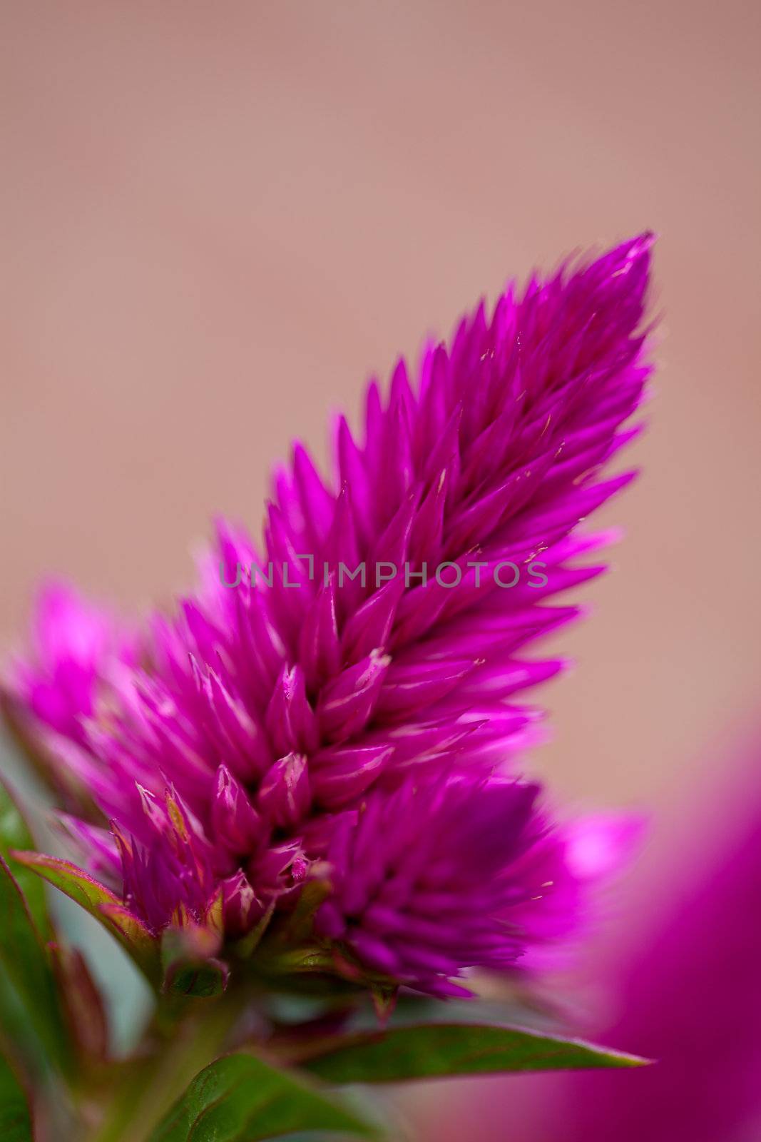 pink celosia venezuela flower in closeup