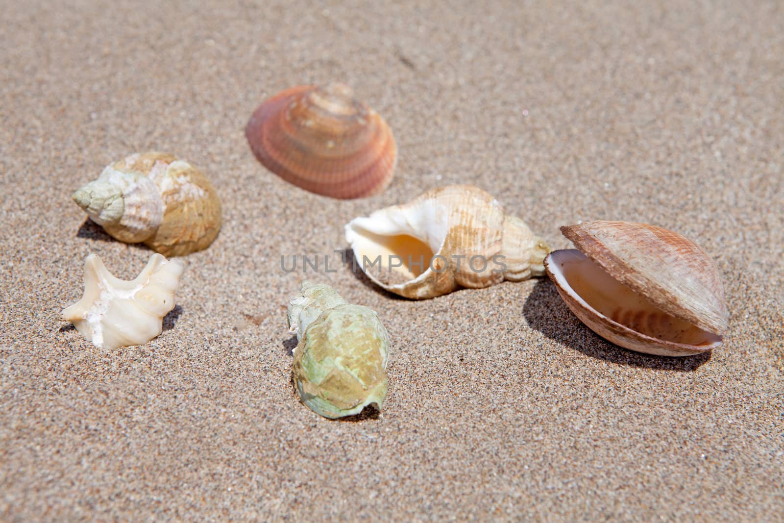 shells on the beach in closeup