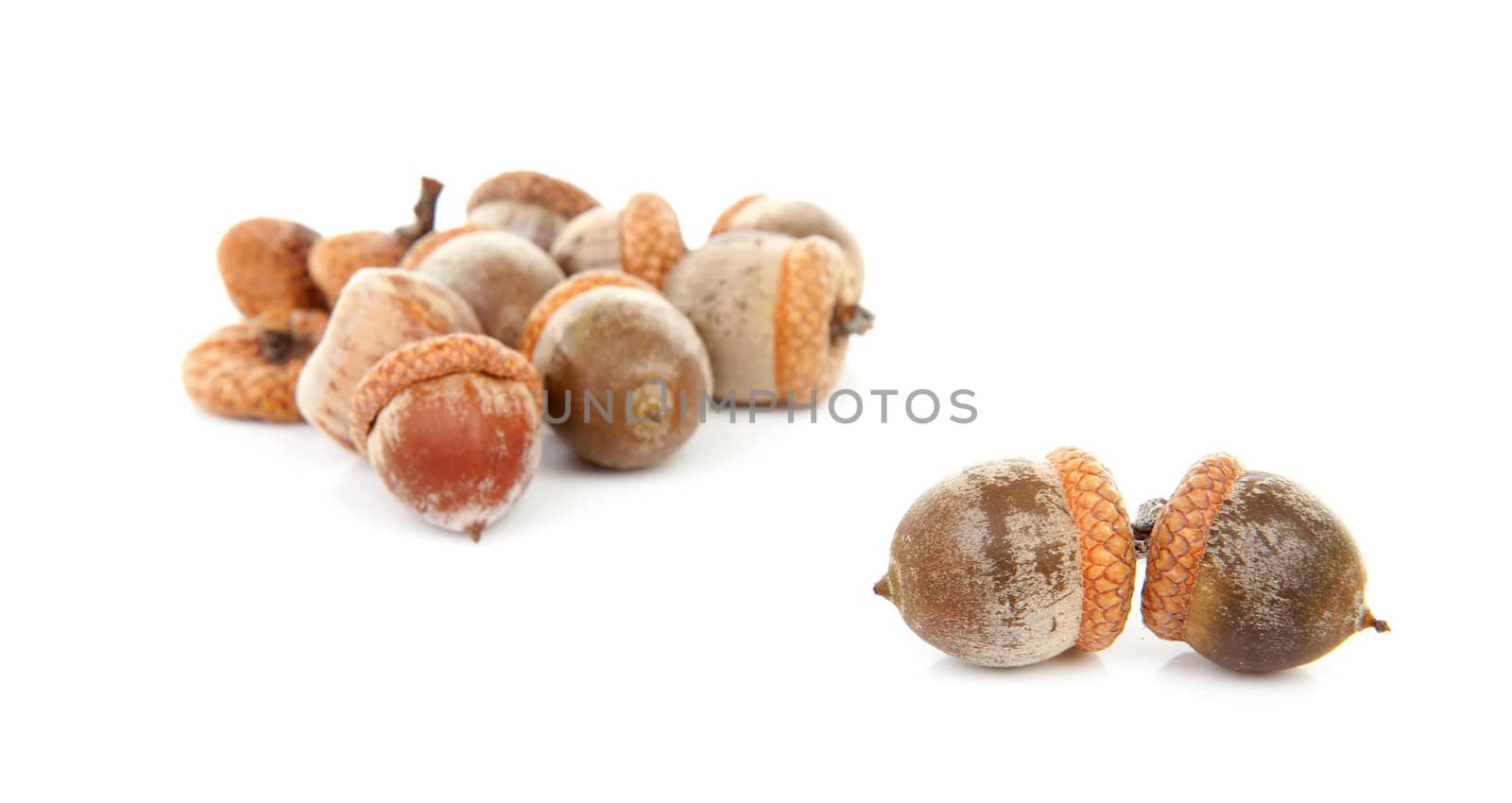 couple of acorns isolated on white background