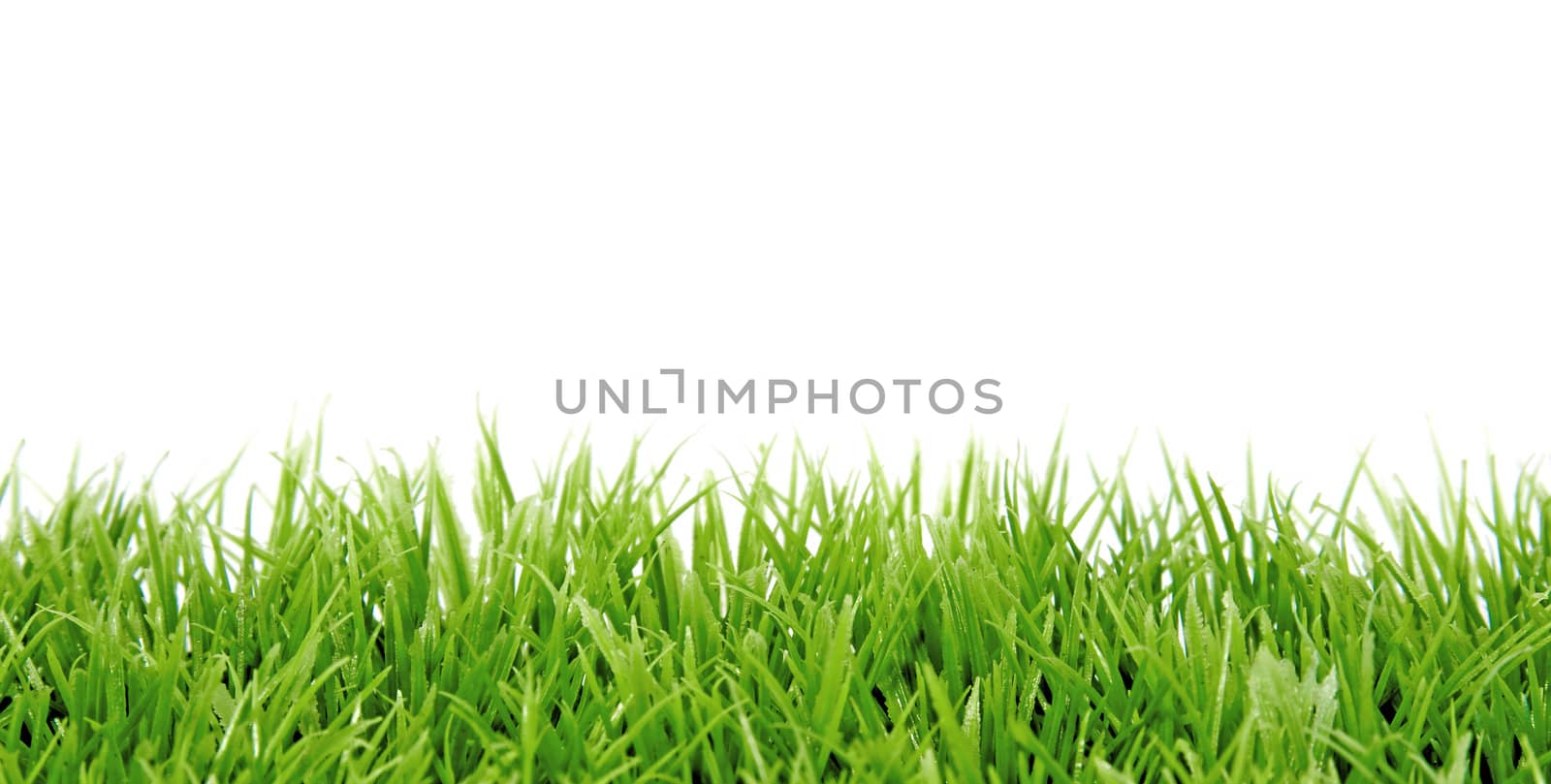 green grass in closeup over white background