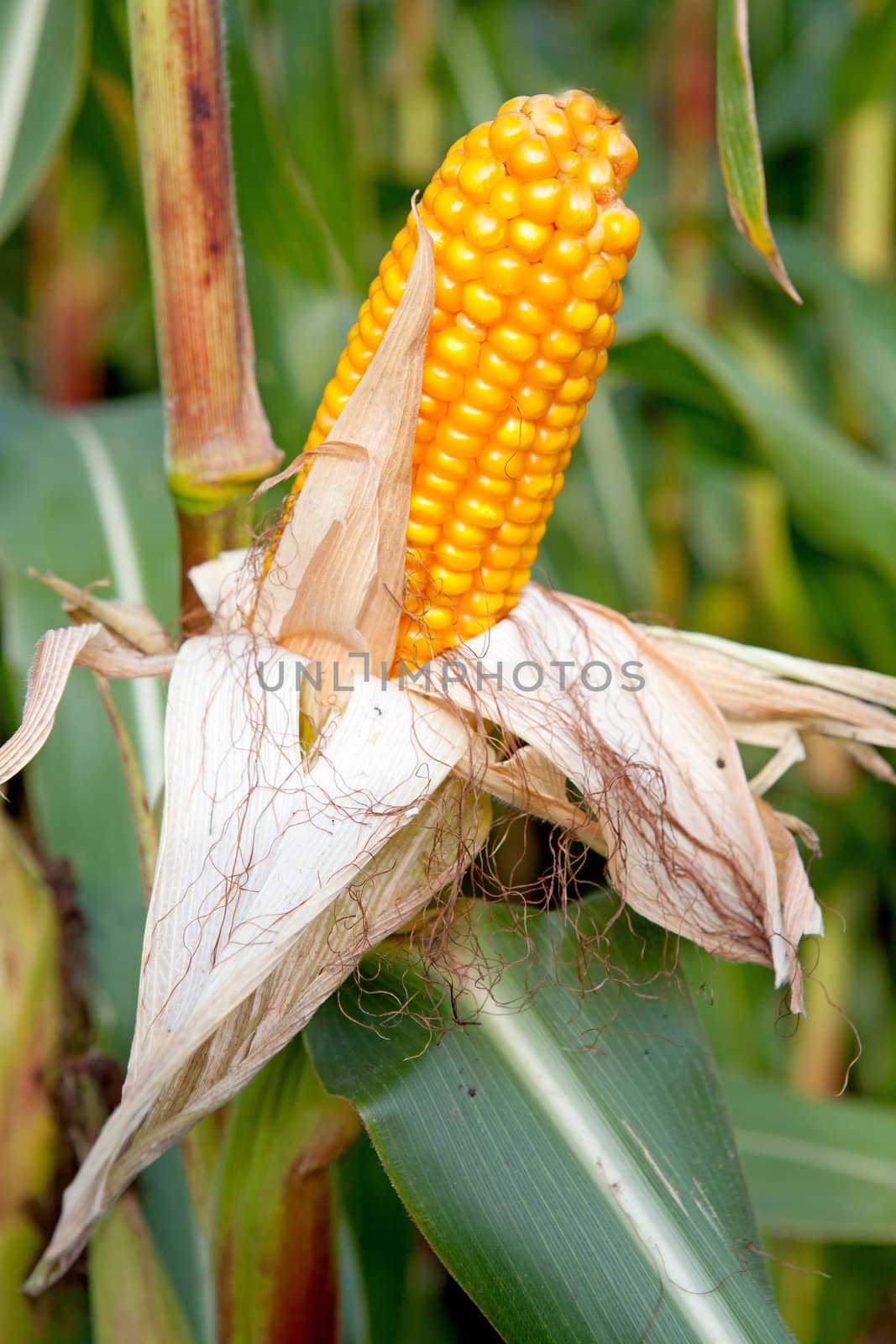 corn on the cob in closeup  between green leaves