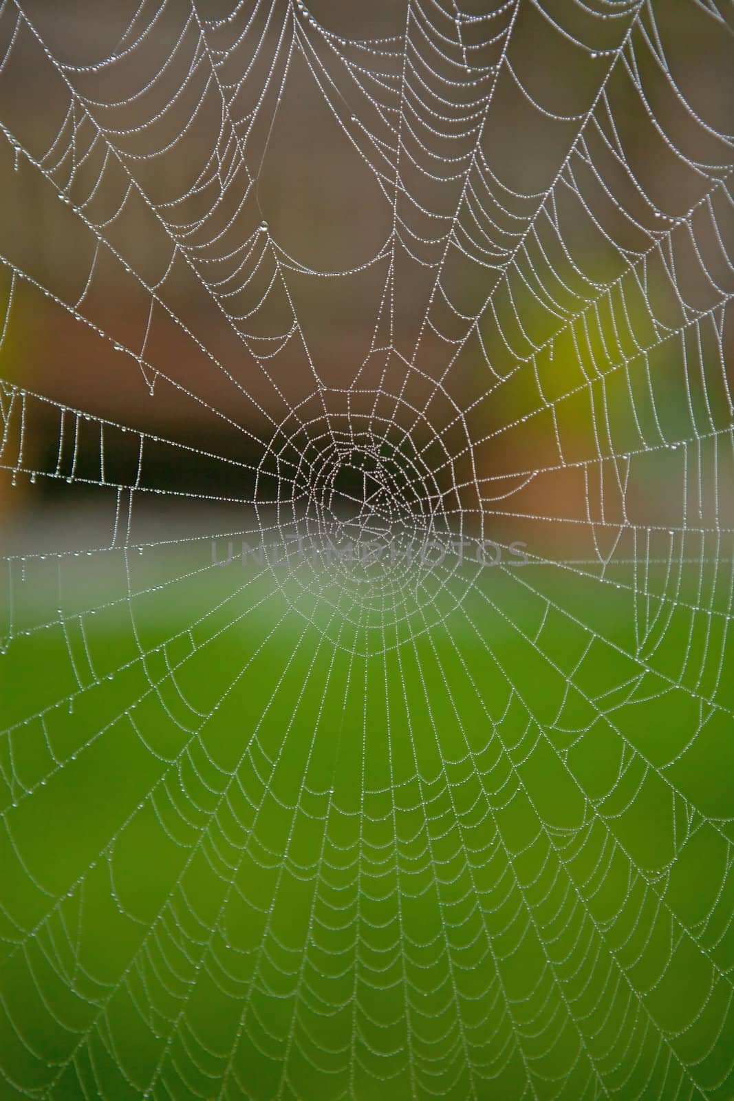 empty spider web with water drops in closeup 