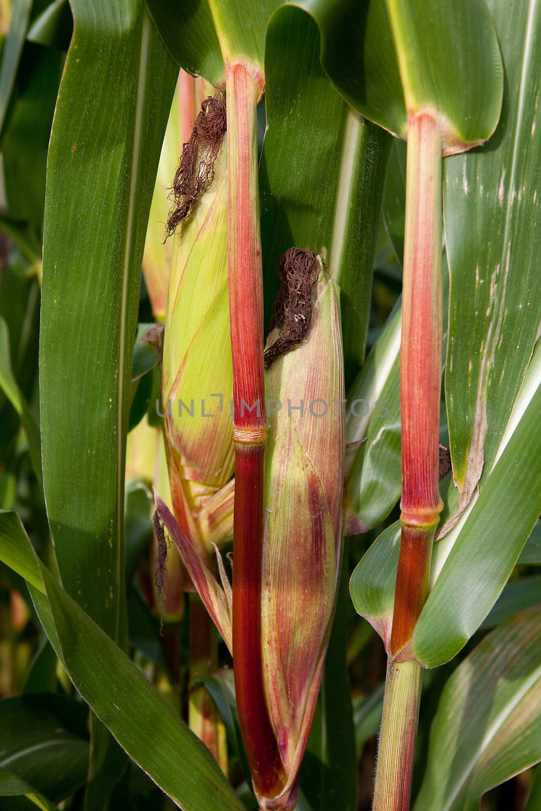 corn on the cob in closeup  between green leaves