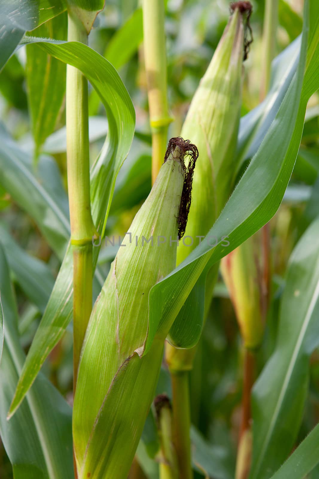 corn on the cob in closeup  between green leaves