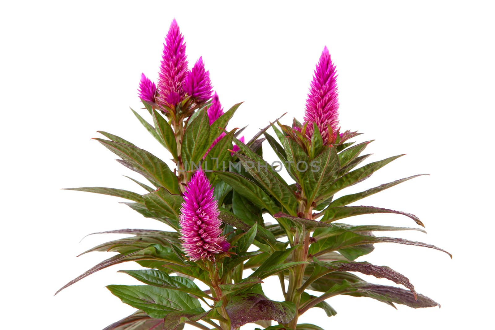 Pink Celosia Venezuela plant in closeup isolated on white background