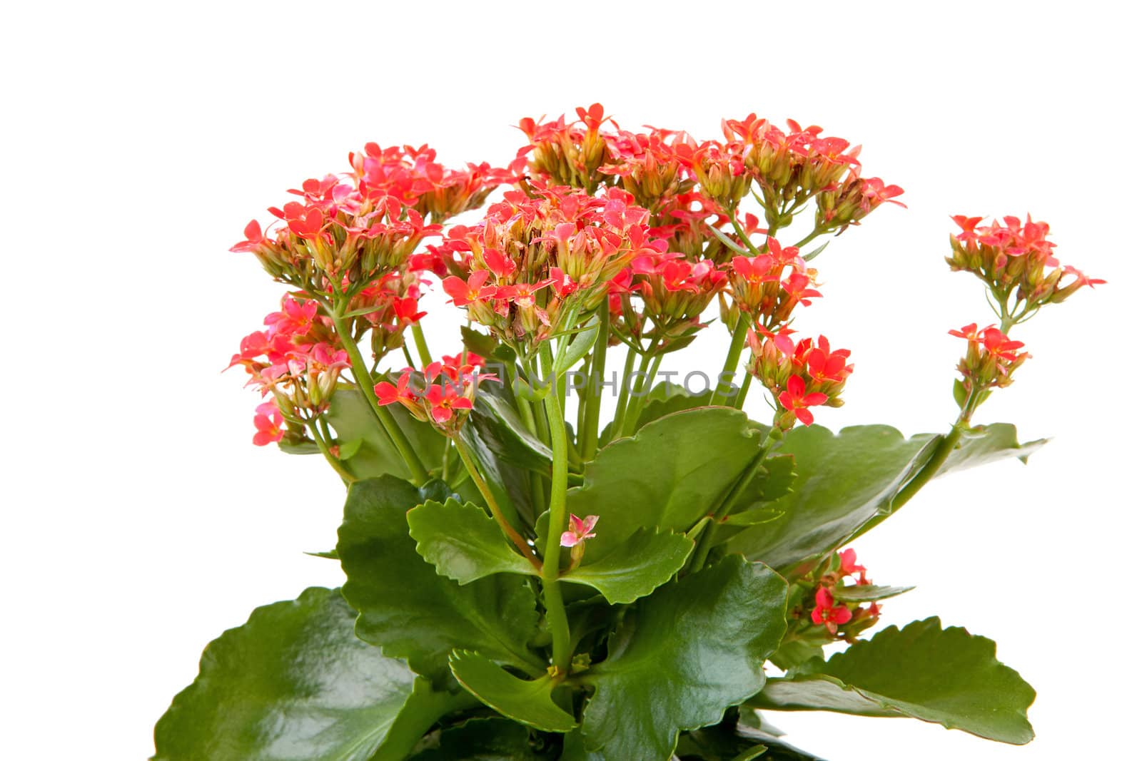 pink kalanchoe flower plant isolated on white background