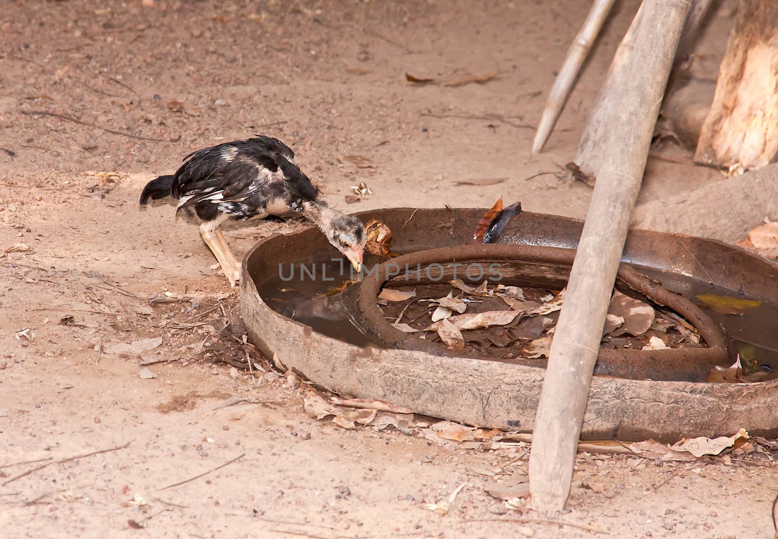 Small chicken  eating the water in the dish.