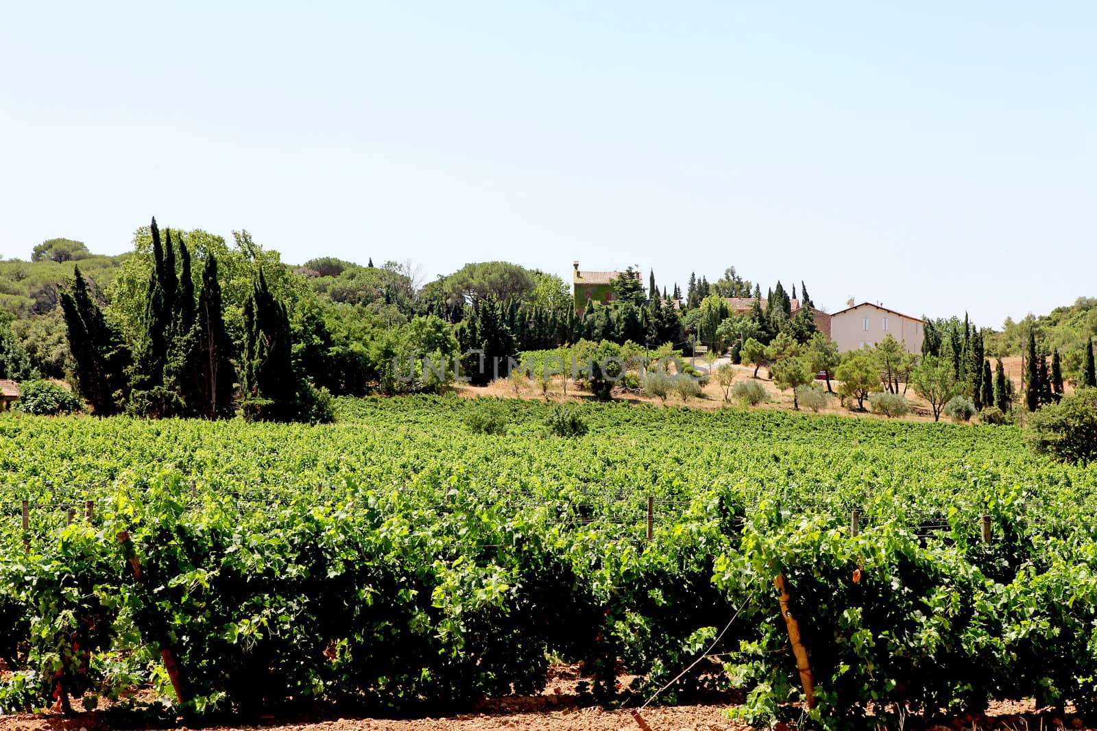 view over vineyard in the south of france