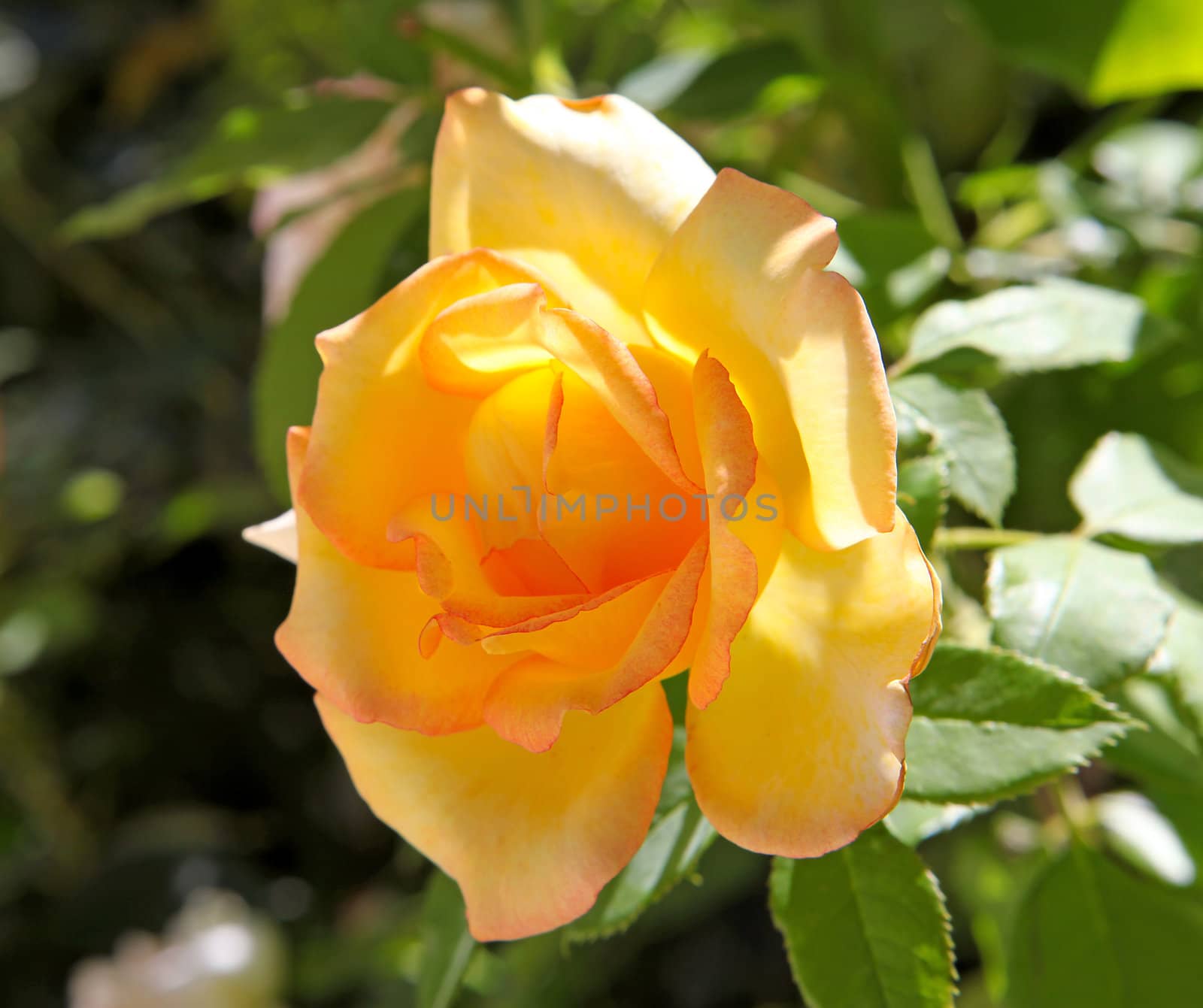 nature with beautiful yellow rose in closeup