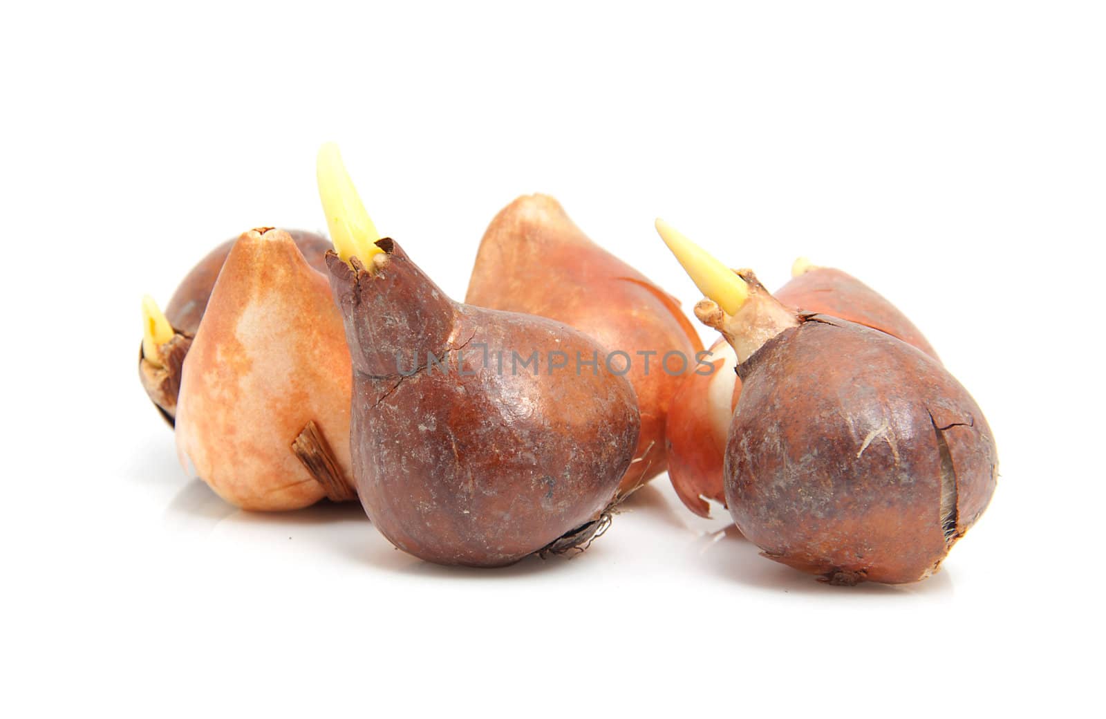 flower bulbs in closeup over white background
