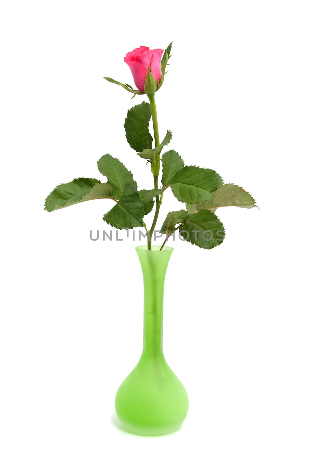 beautiful pink rose in green vase over white backgorund