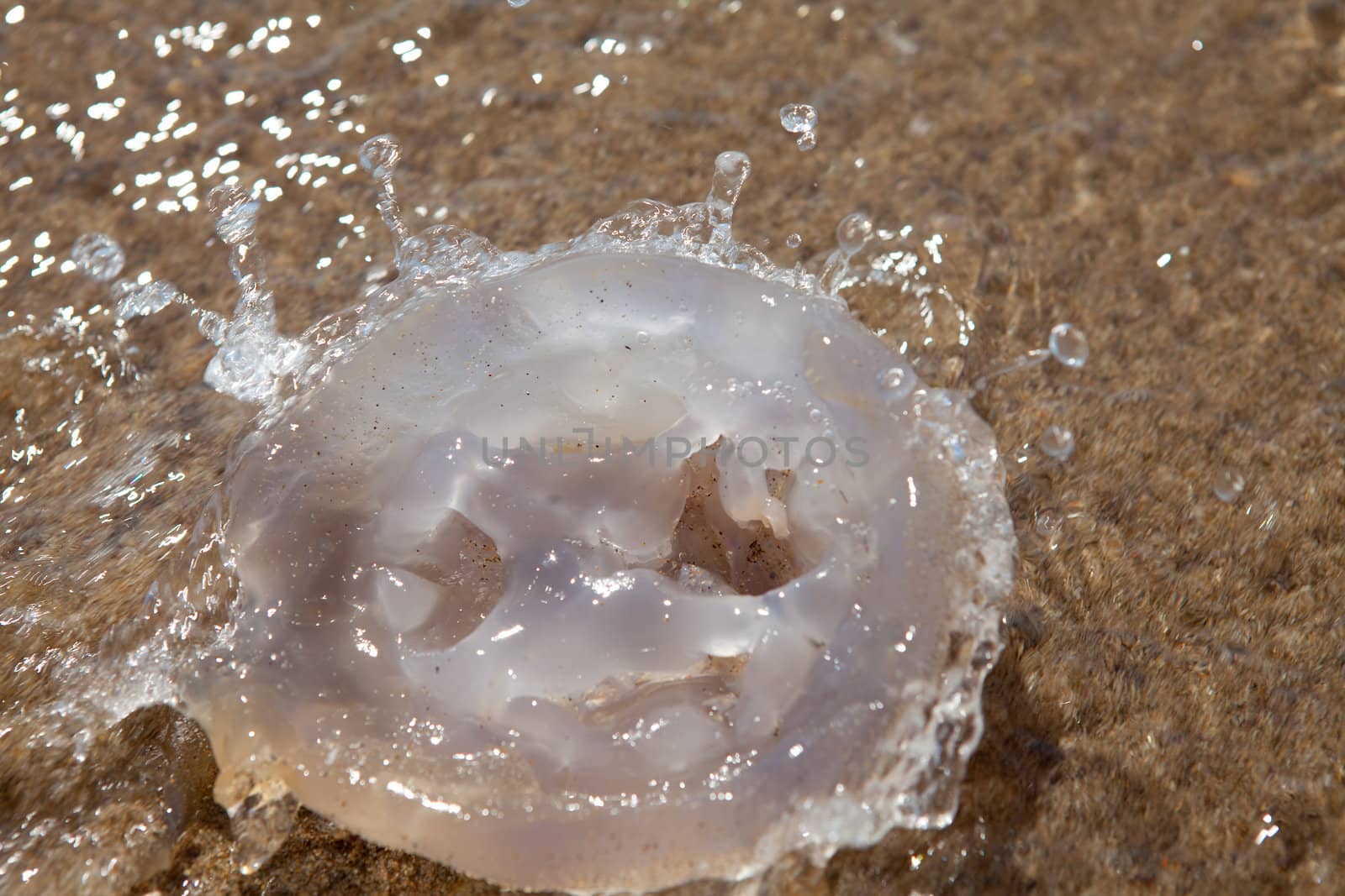 dead jellyfish in closeup on the beach with splashing water