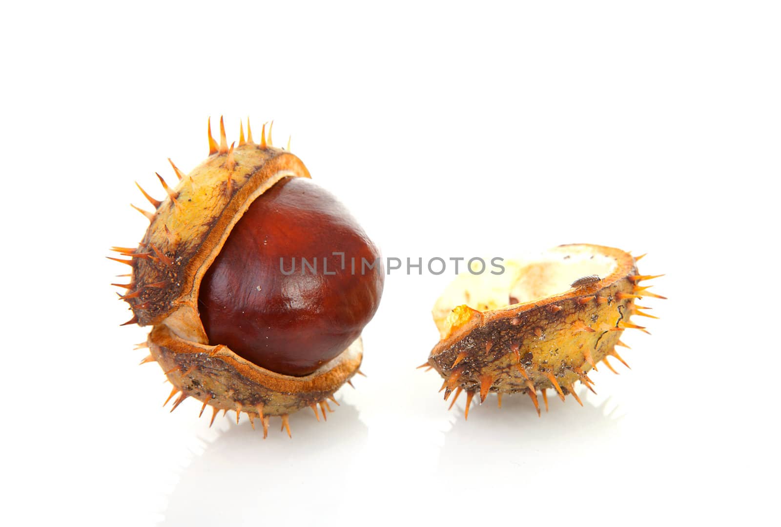 One spiky cracked chestnut over white background