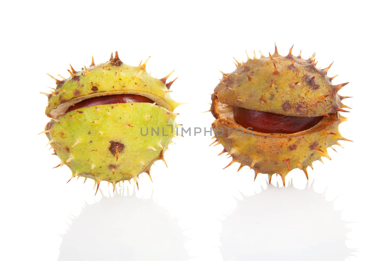 Two spiky chestnut over white background