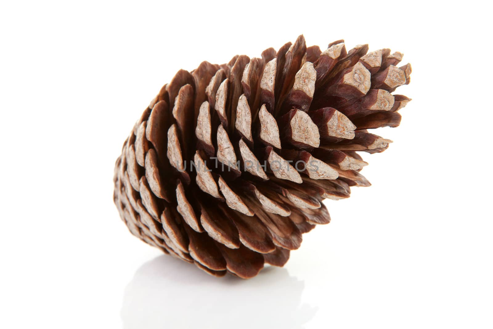 One big pine cone isolated on white background