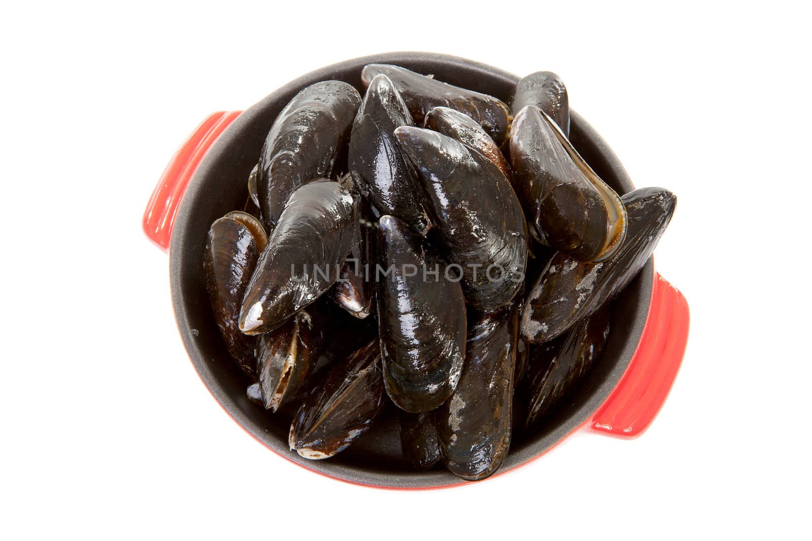 raw uncooked mussels in red casserole over white background