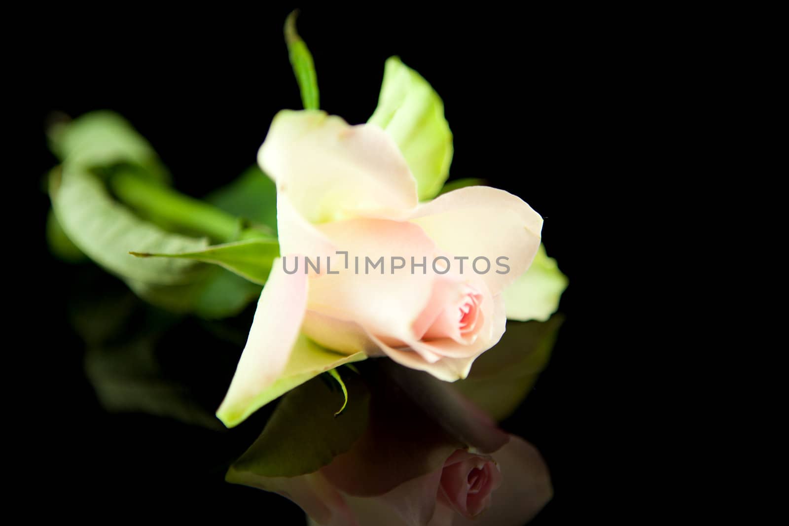pink rose in closeup mirroring over black background