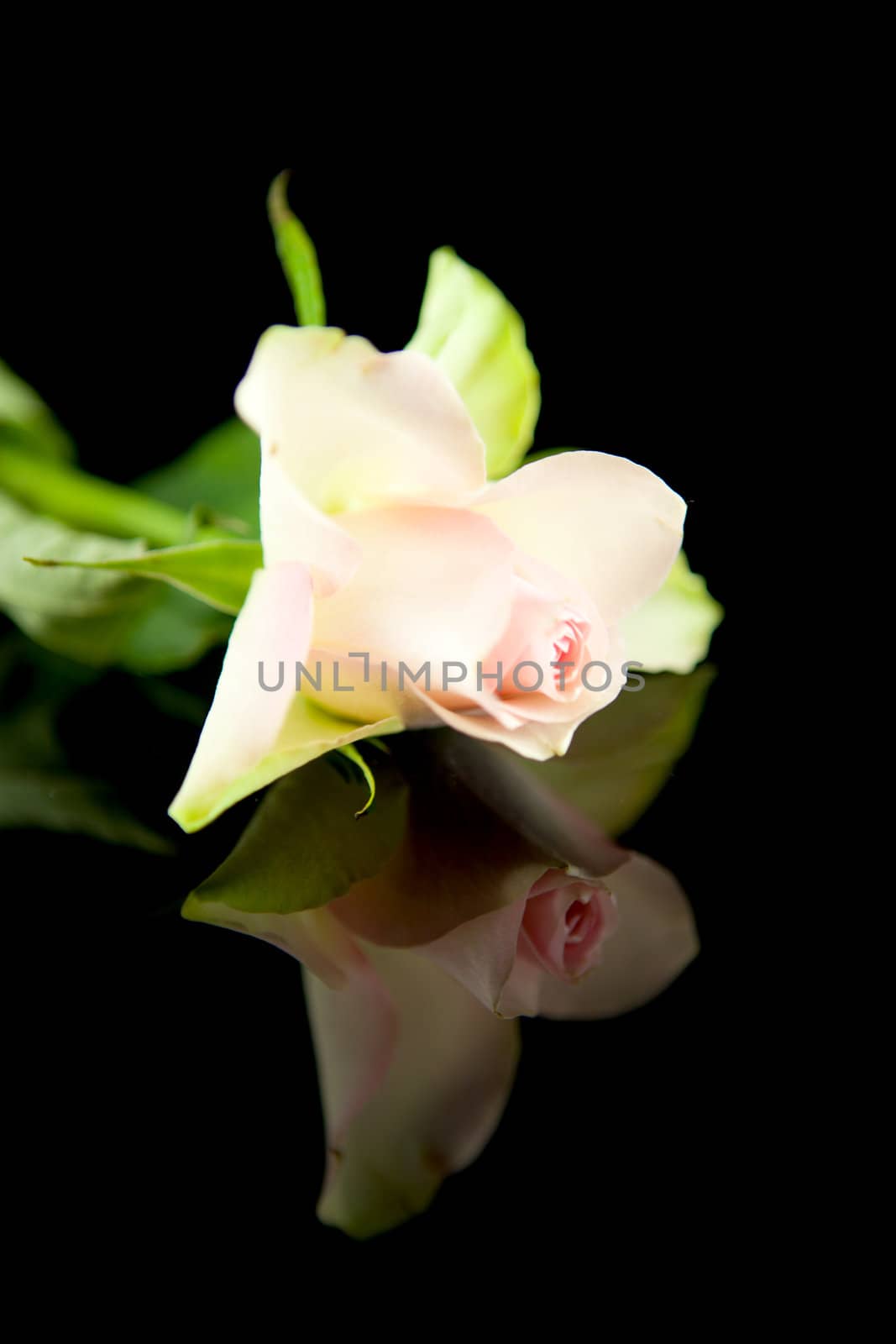 pink rose in closeup mirroring over black background