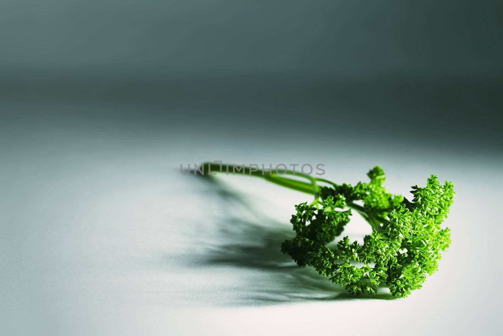 parsley in tense light by RobStark