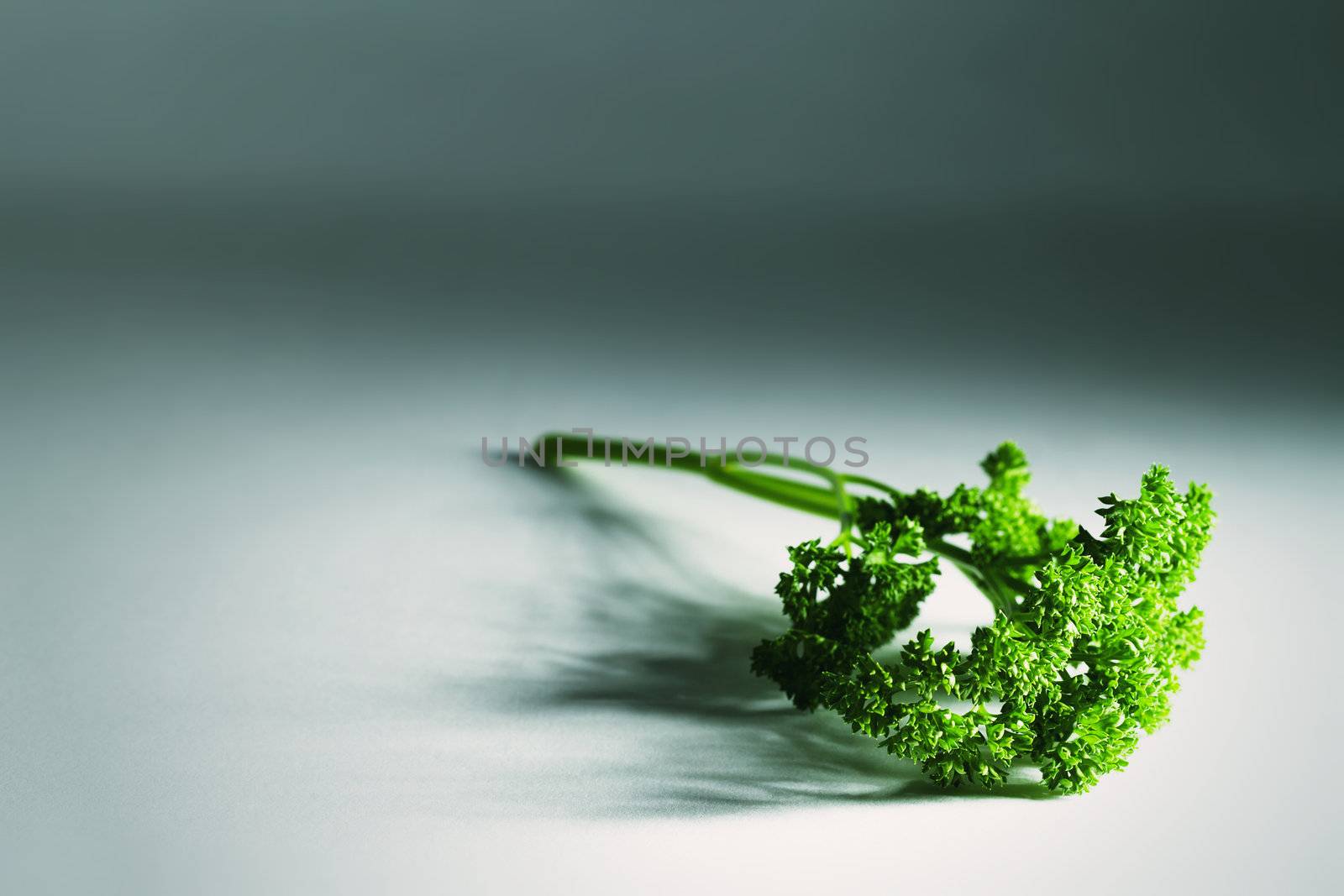 green raw french parsley in tense light