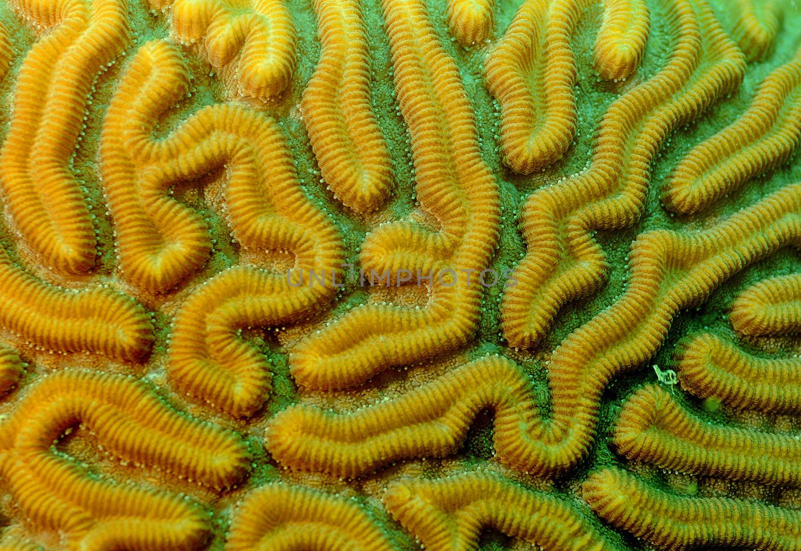 close up of brain coral by ftlaudgirl