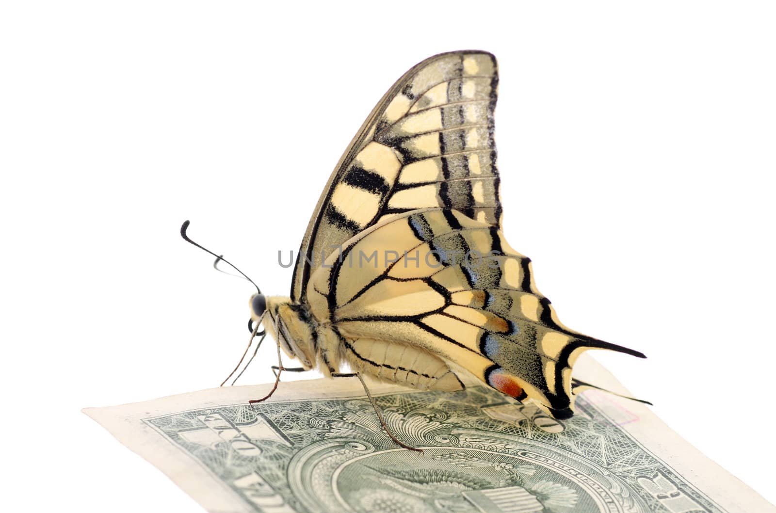 butterfly on one dollar by romantiche