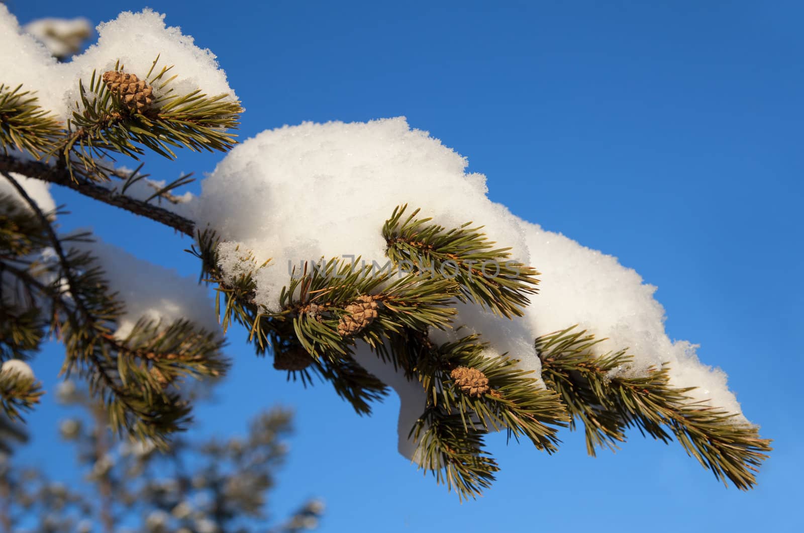 Pine branch with cones in the snow against the blue sky