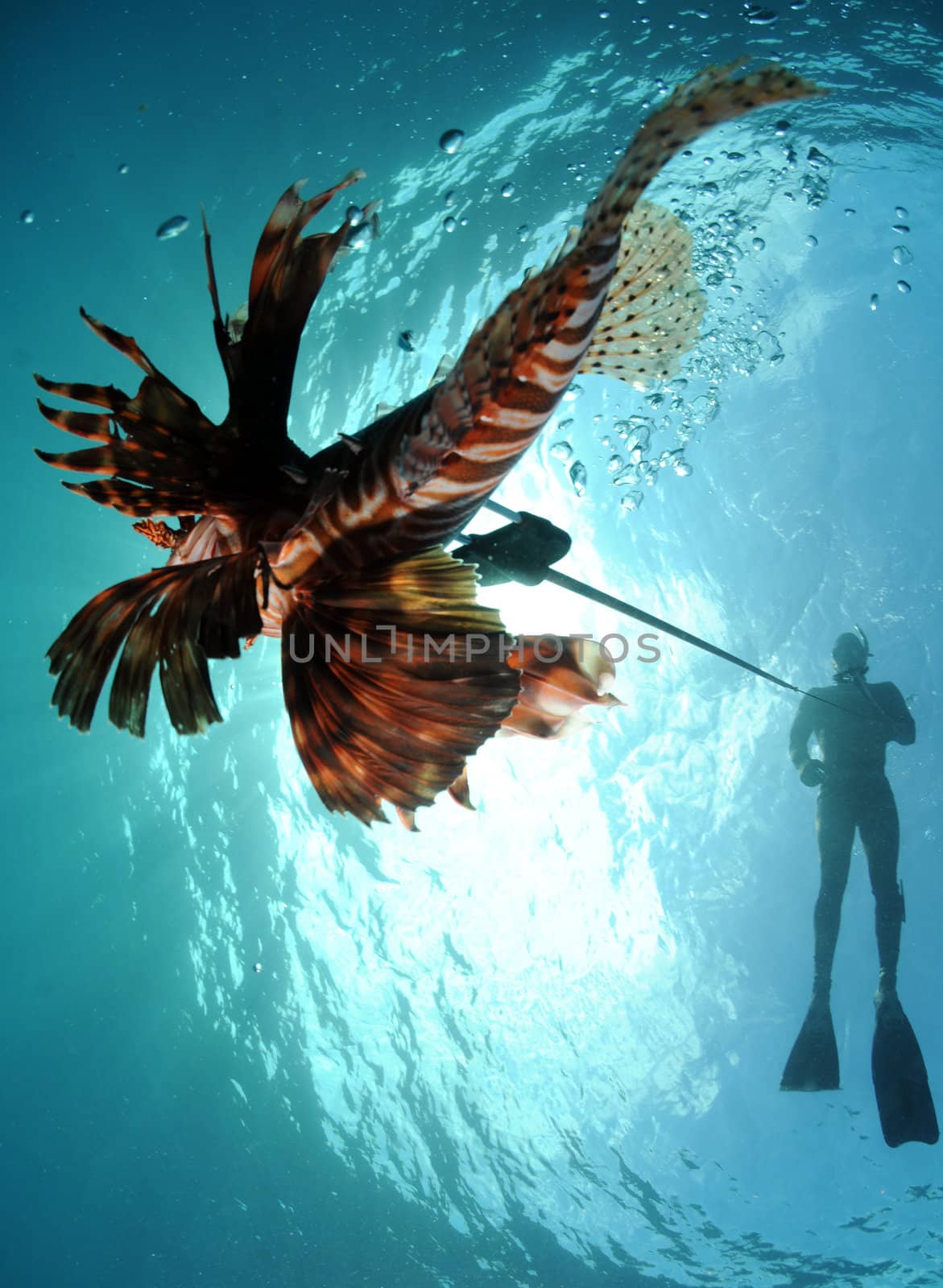 man spear fishing lionfish off the coast of florida