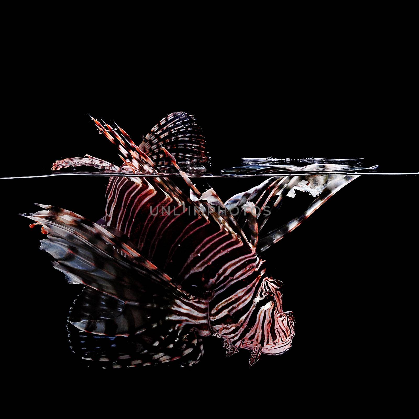 Lionfish on black background by ftlaudgirl