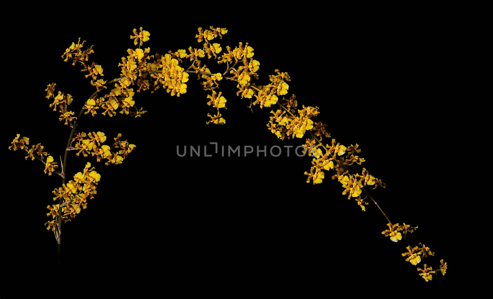 yellow orchid flowers on black background