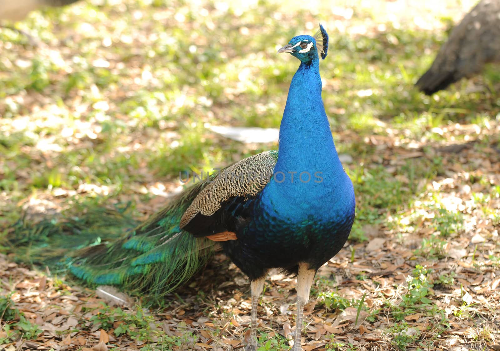 beautiful male peacock outdoors in summer