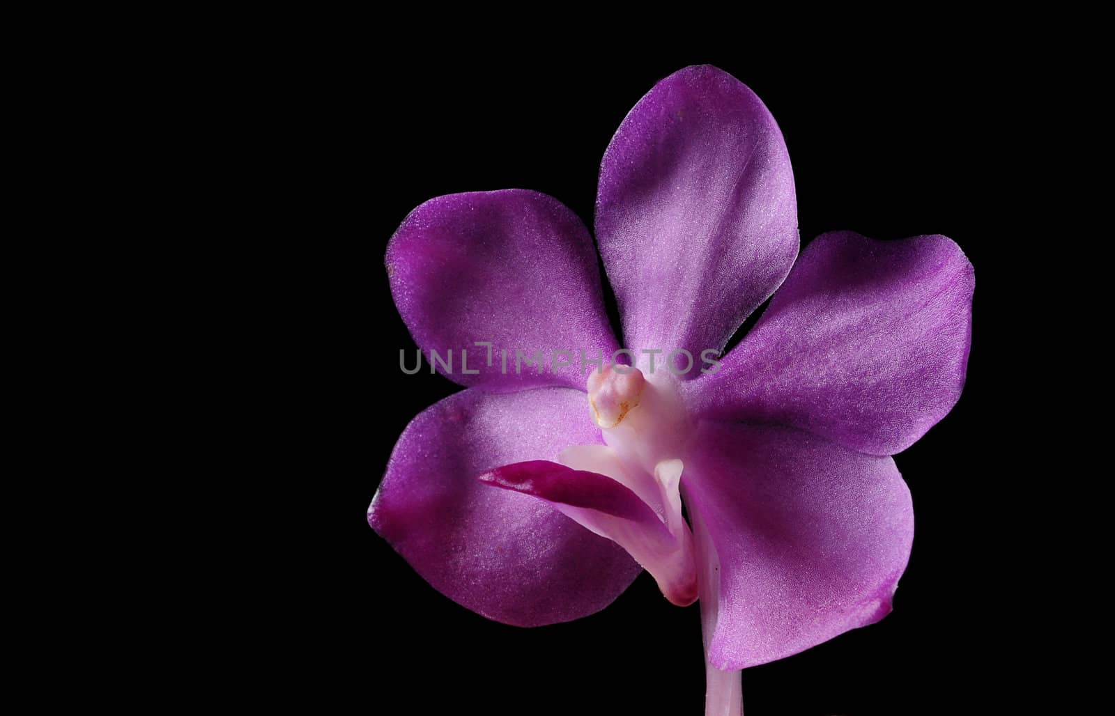 bright purple orchid flower on black background by ftlaudgirl