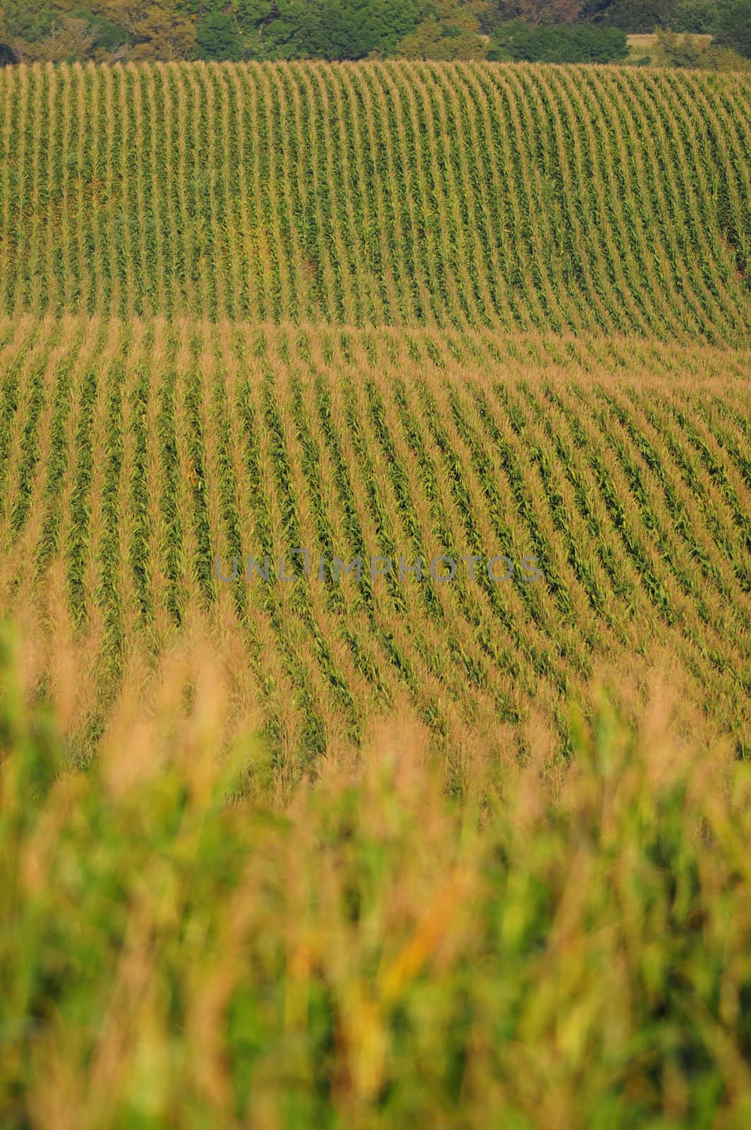 rows of corn by ftlaudgirl