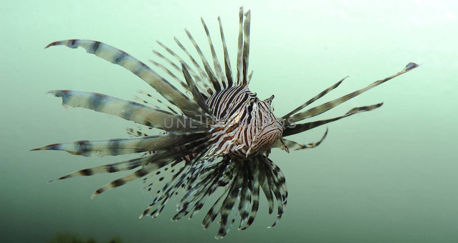 Lionfish, an invasive species, off the coast of florida