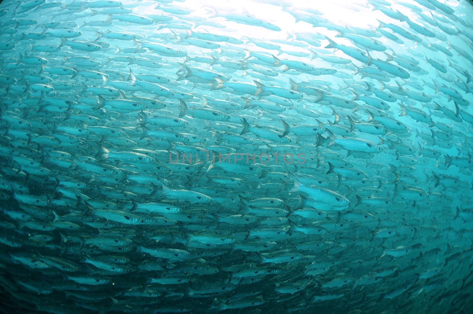 School of mullet fish swimming in ocean