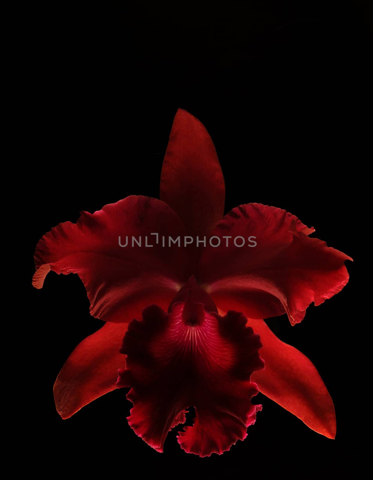 vivid red orchid isolated on black background